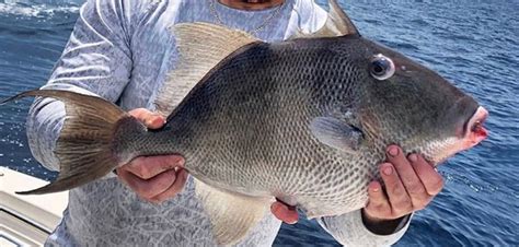 grapy fish|Gulf of Mexico Gray Triggerfish .